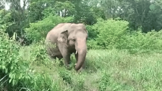 Após anos de solidão, o elefante Kaavan ganha campanha por libertação e agora vive em santuário.